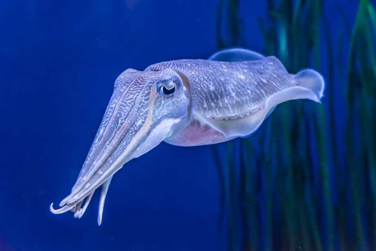 deep sea cuttlefish