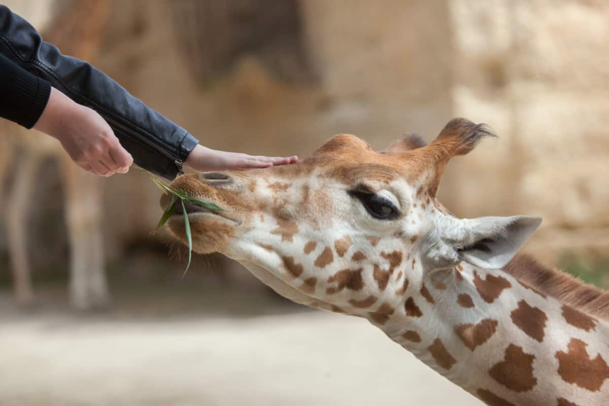 feeding giraffe