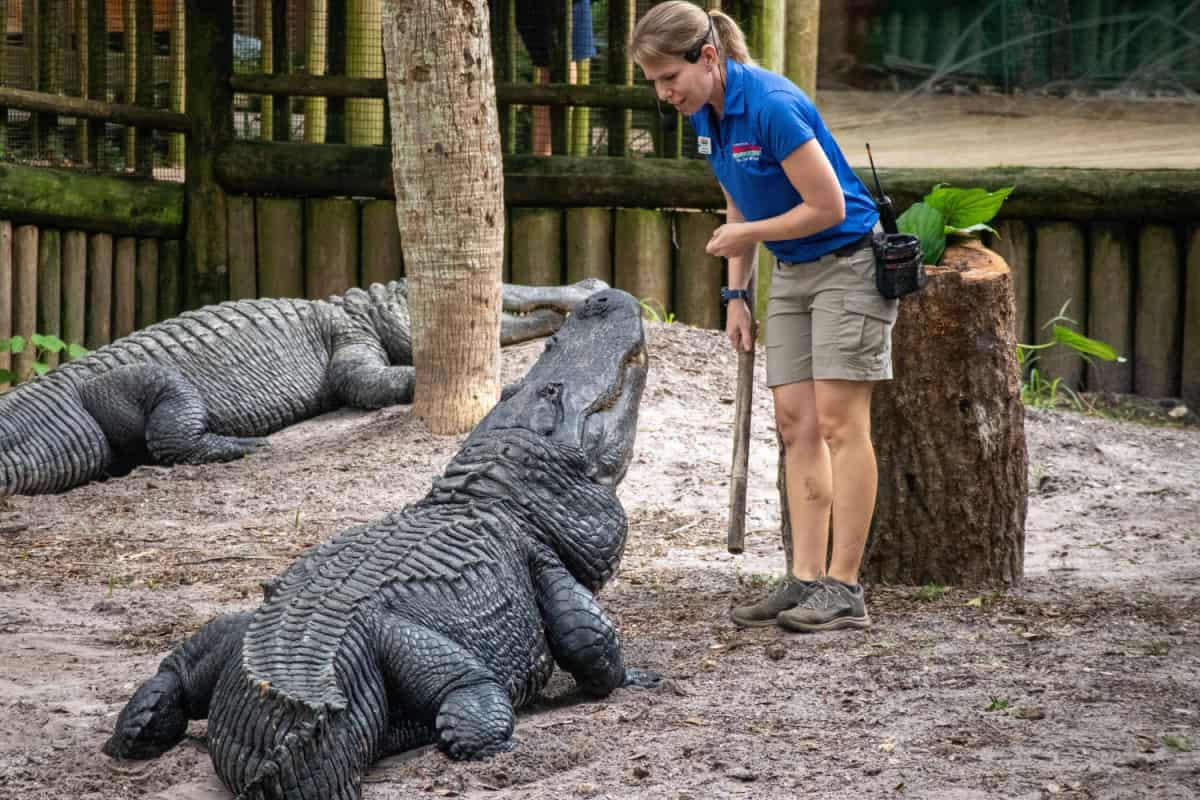 Female animal trainer with a huge alligator 