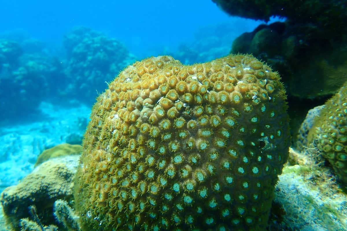 The Majestic Great Star coral photographed in great detail