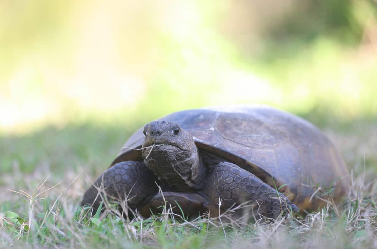 Gopher tortoise in Turkey Creek Sanctuary