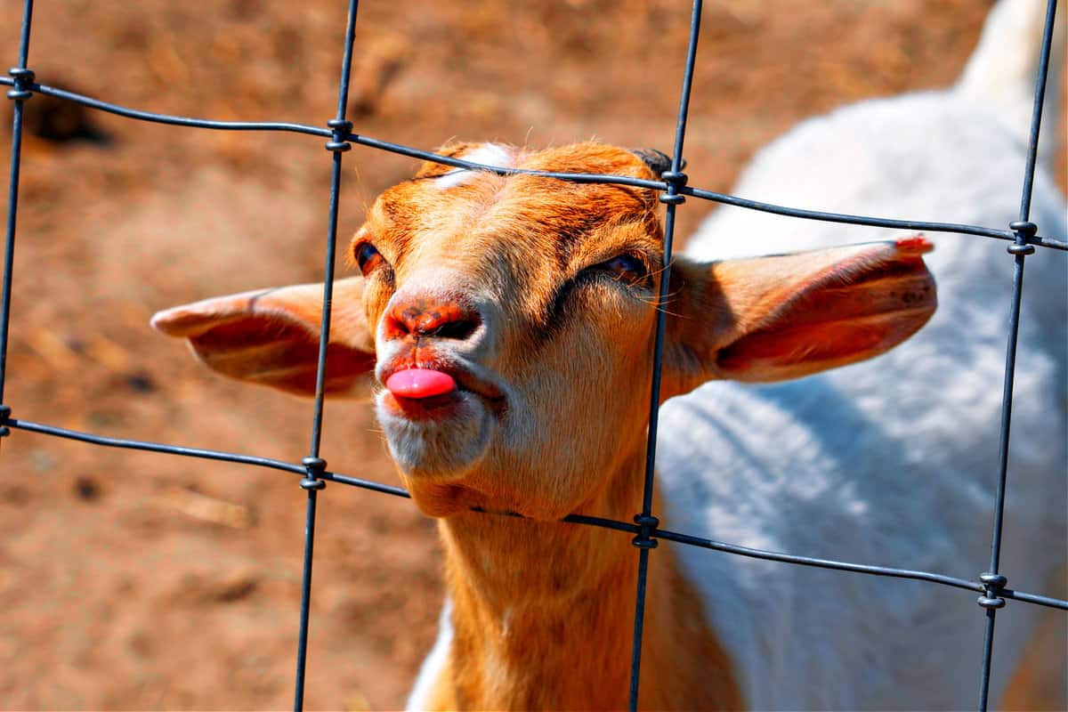 adorable goat in a petting zoo