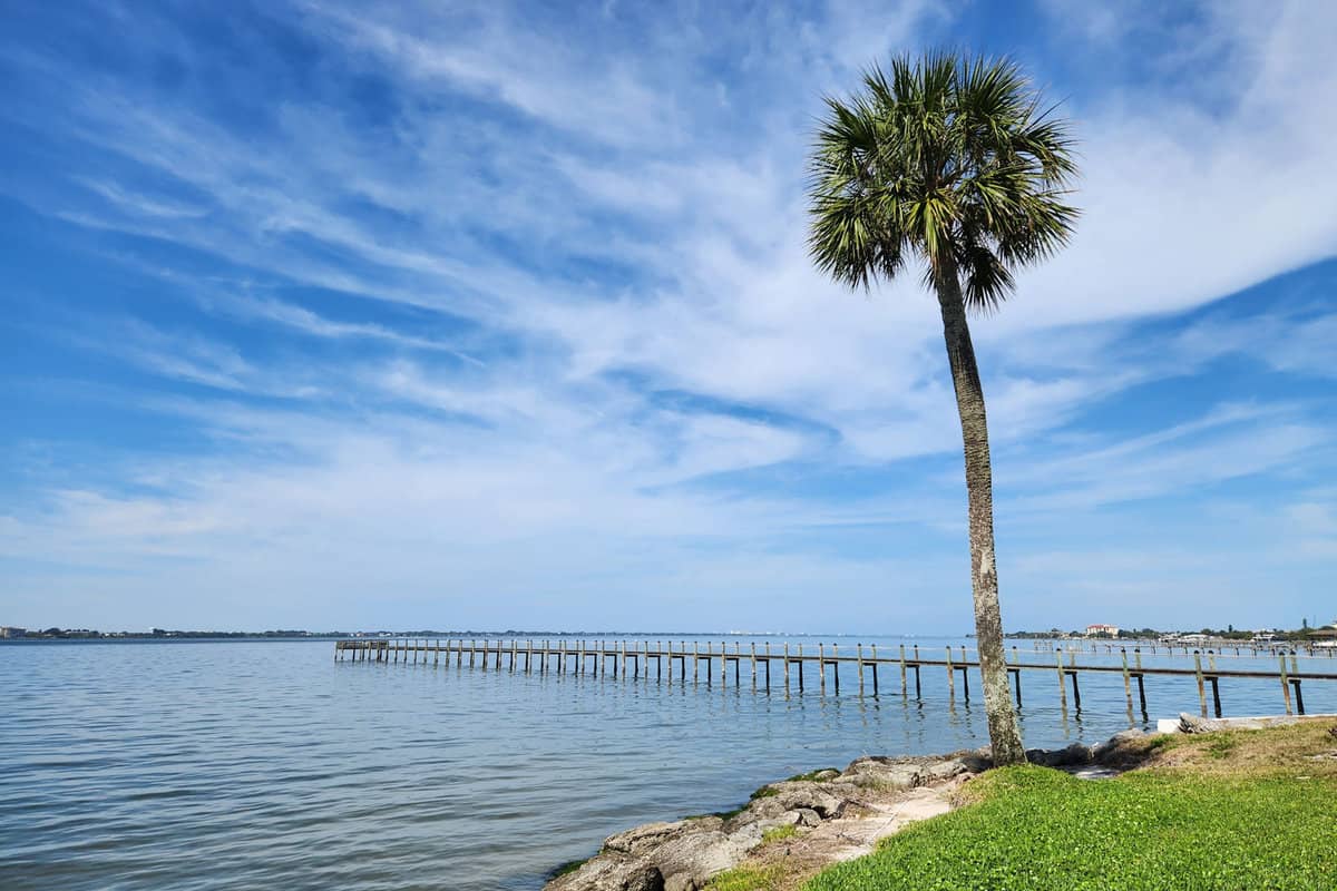Palm tree and the Indian River Lagoon.