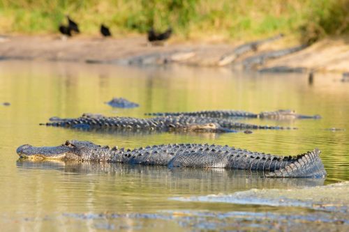 Alligators at Myakka river State Park