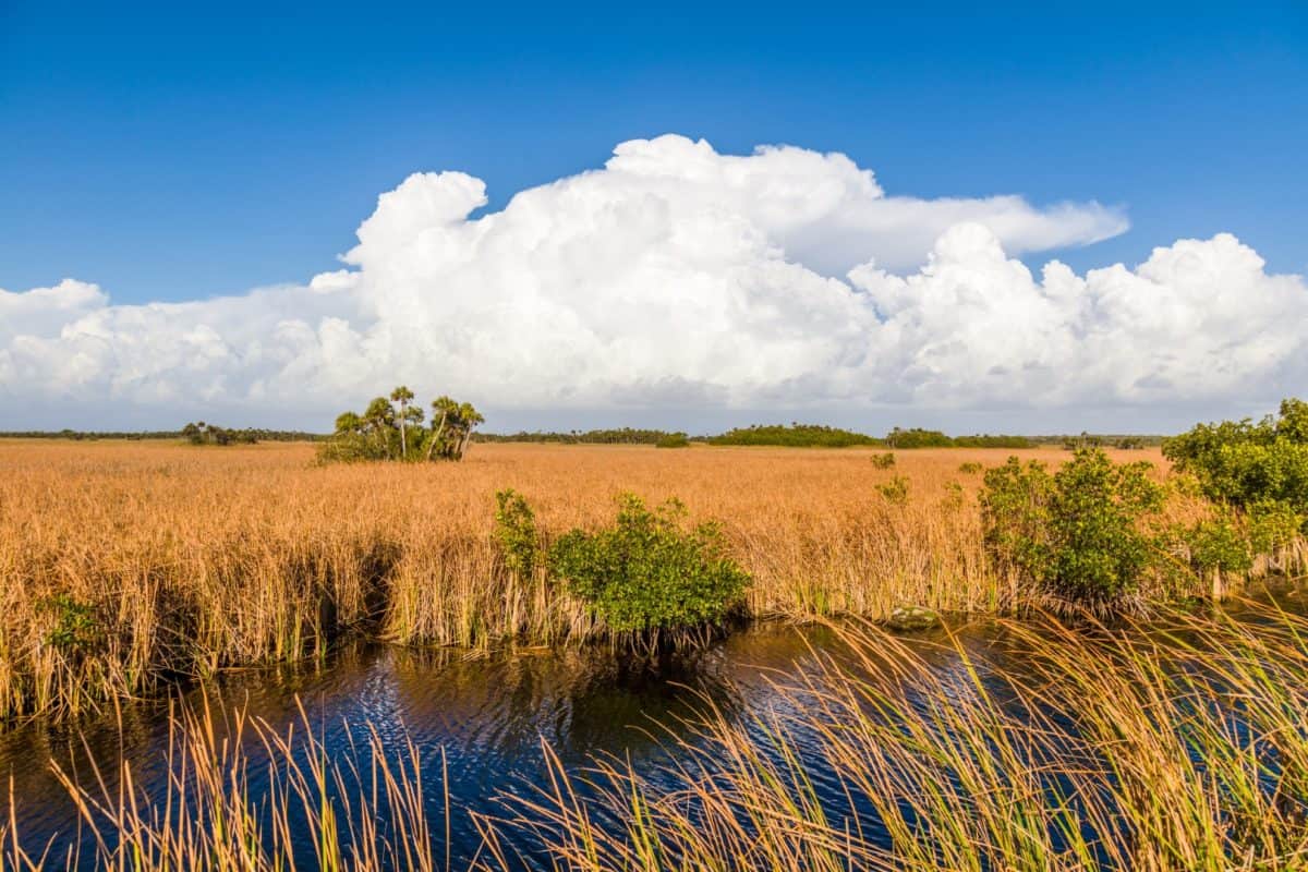 view of the everglades from the Tamiami trail road