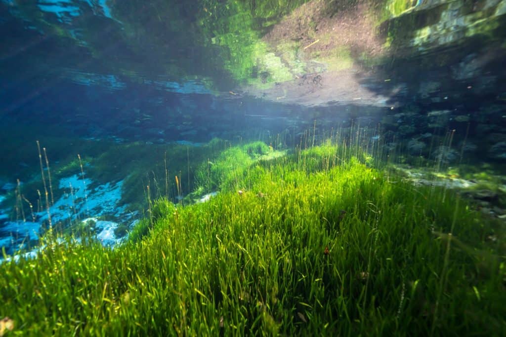 Underwater shot of Crystal River