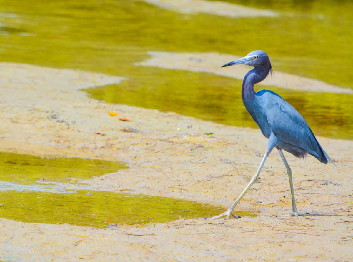 A-Little-Blue-Heron-Egretta-caerulea-at-the-Lemon-Bay-Aquatic-Reserve-in-Cedar-Point-Environmental-Park