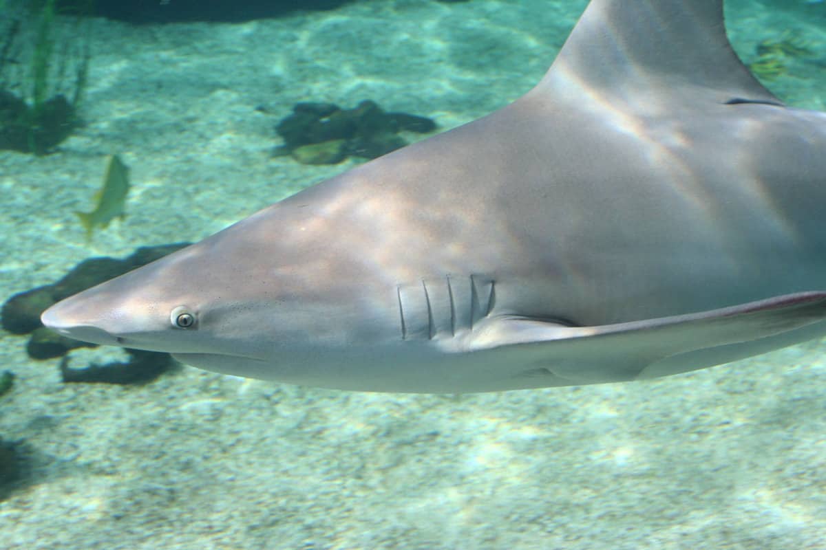 A blacknose shark in Florida 7 Incredible Animal Sightings In Florida Beaches
