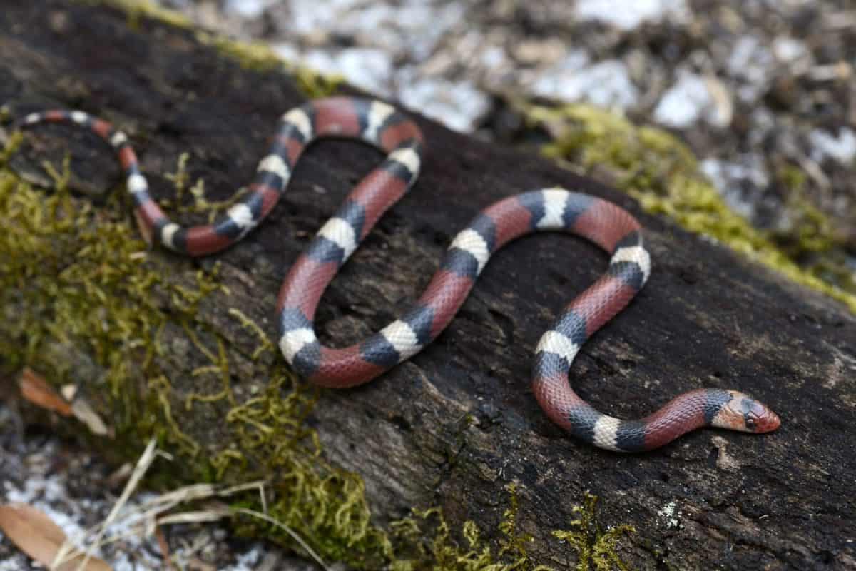 A deadly coral snake