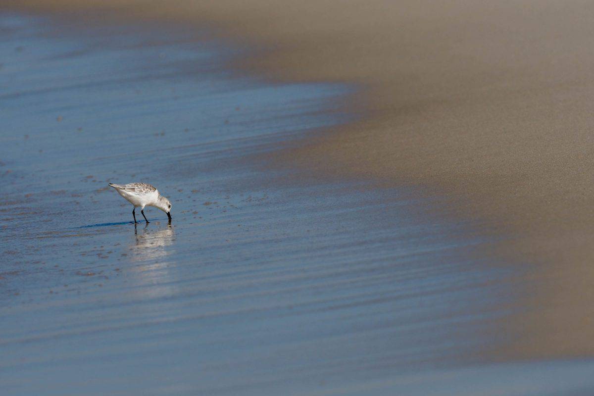 A shorebird on the beaches of Lovers Key, Florida