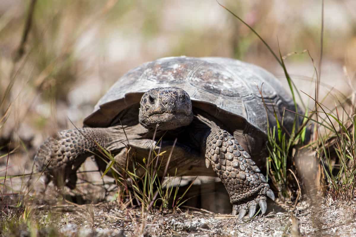 A small healthy Gopher tortoise crawling on the soils of Caladesi Island