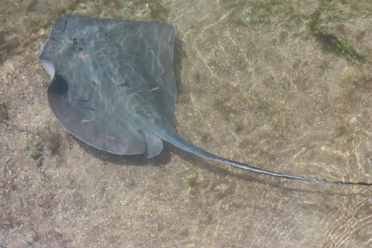 A southern stingray spotted in shallow water, 7 Incredible Animal Sightings In Florida Beaches