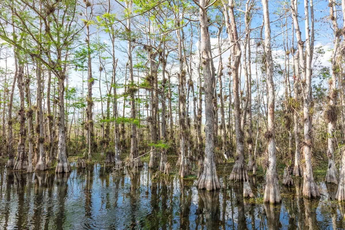 A view of a water marsh along Loop Road, Big Cypress National Preserve, Florida