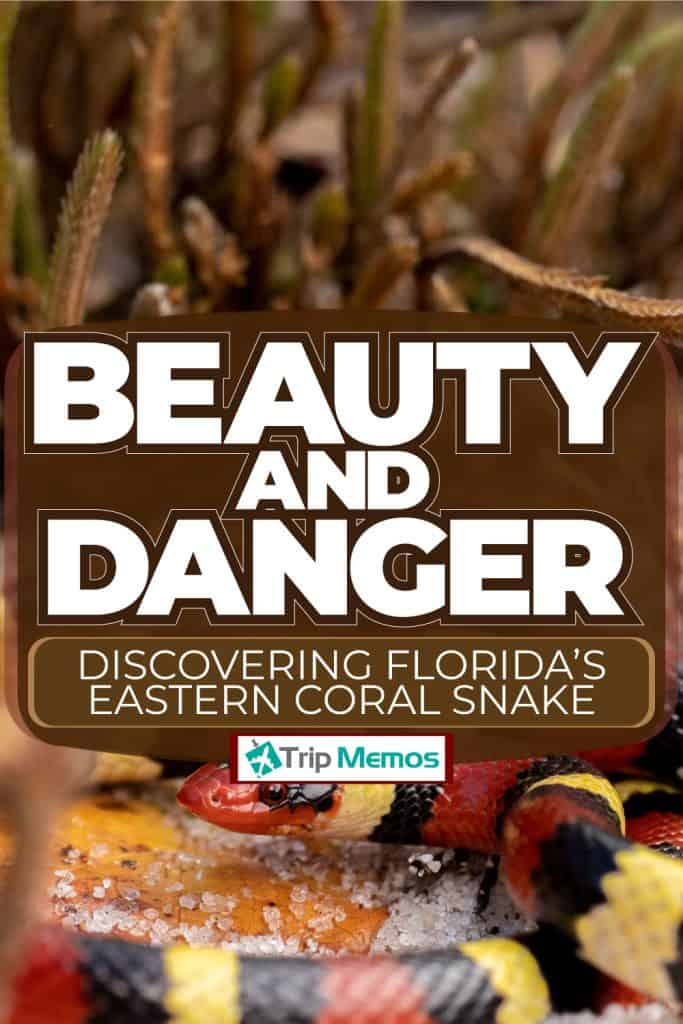Deadly coral snake in the beach, Beauty and Danger: Discovering Florida's Eastern Coral Snake
