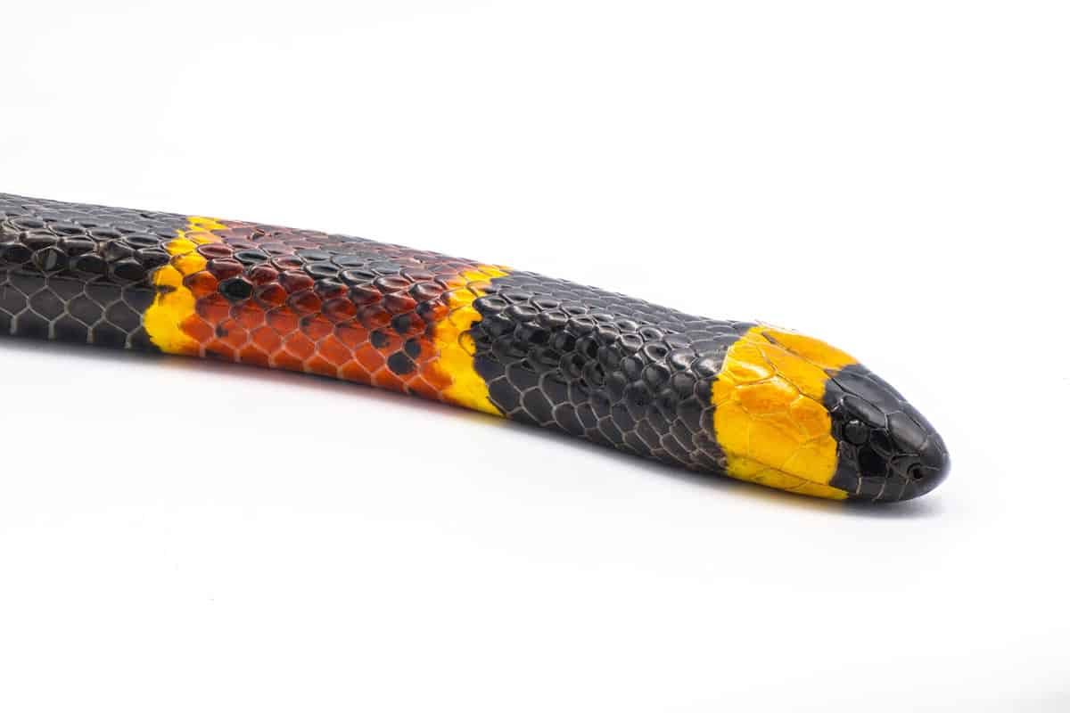 Bright yellow and red rings of a Coral snake