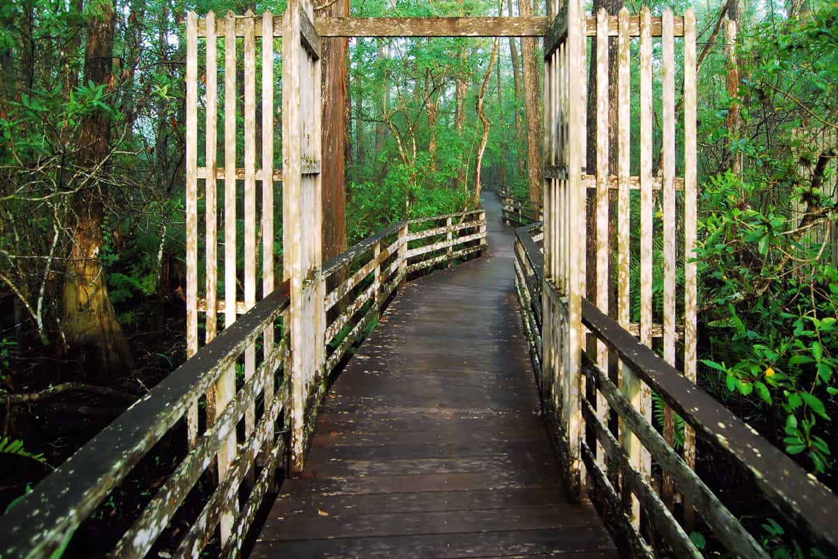 Corkscrew swamp Sanctuary wooden trail