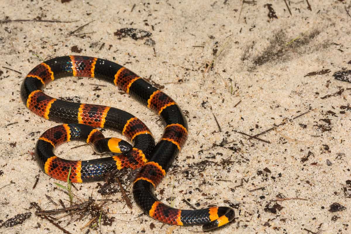 Deadly coral snake in the beach, Beauty and Danger: Discovering Florida's Eastern Coral Snake