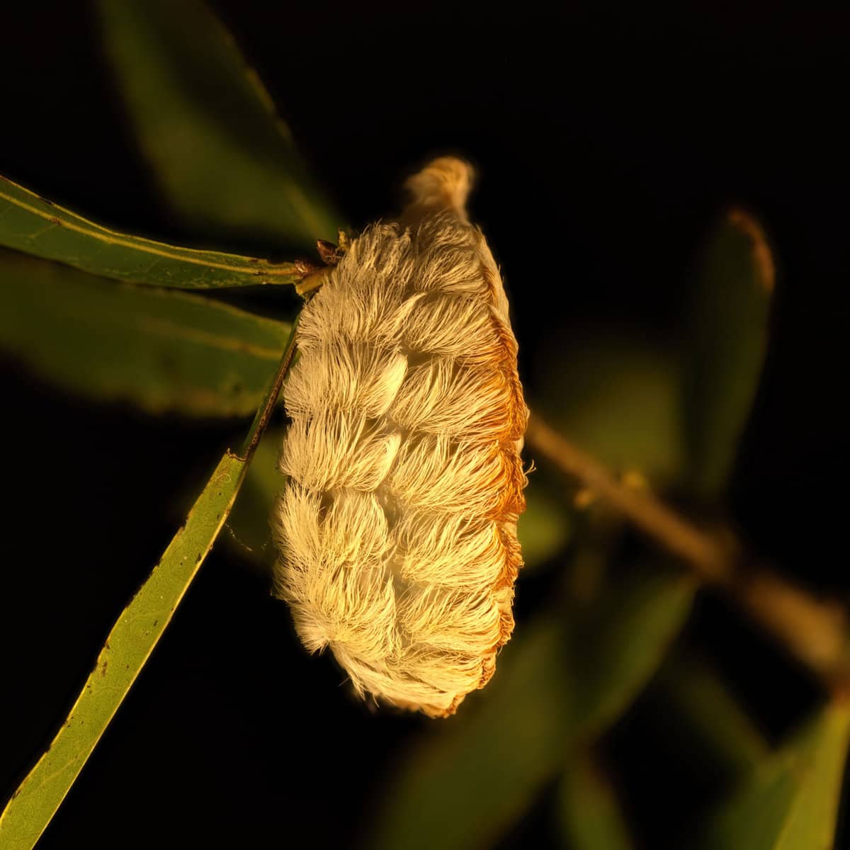 Detailed photo of a puss caterpillar