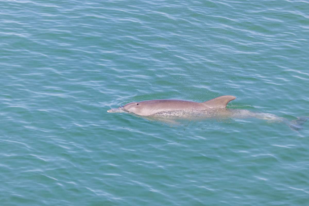 A big bottlenose dolphin swimming in Naples