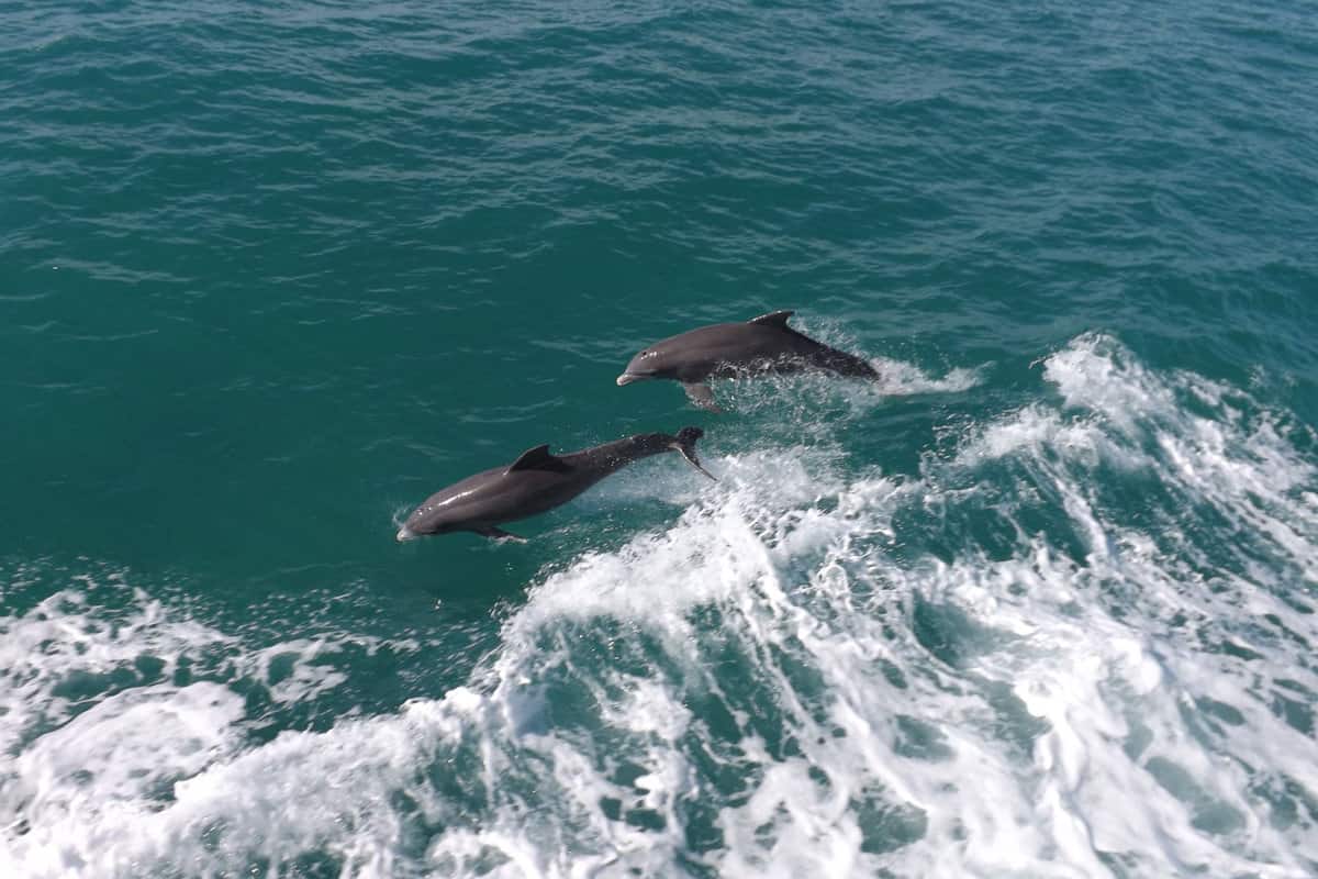 Two bottlenose dolphins photographed in the beaches of Key Largo