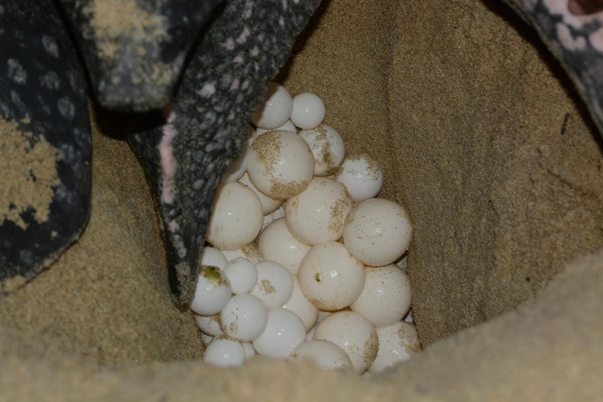 Leatherback turtle laying eggs