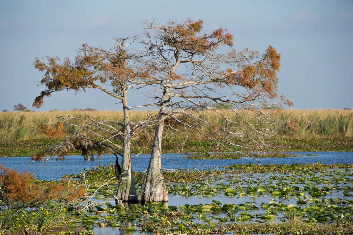 Lush vibrant ecological life in the Florida Everglades National Park