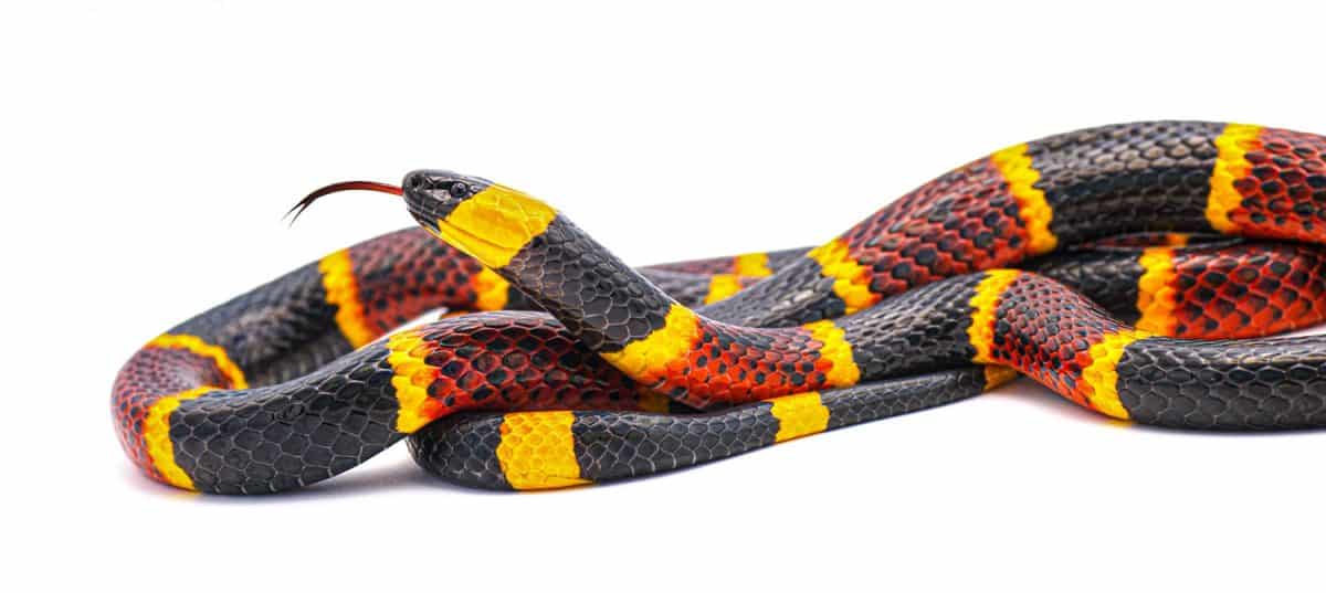 Extremely deadly coral snake on a white background