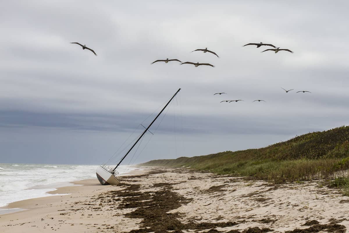 Flock of Brown Pelicans Flying Over a Sailboat Grounded on a Sandy Beach