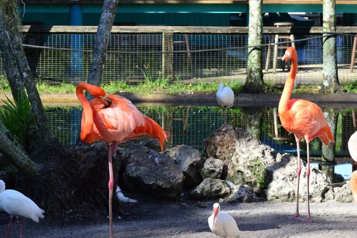 Florida Keys gorgeous flamingos