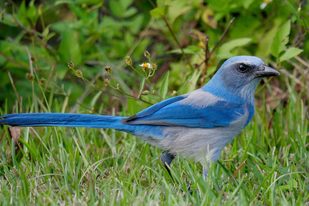 Florida Scrub-Jay foraging in the grass. Canaveral National Seashore