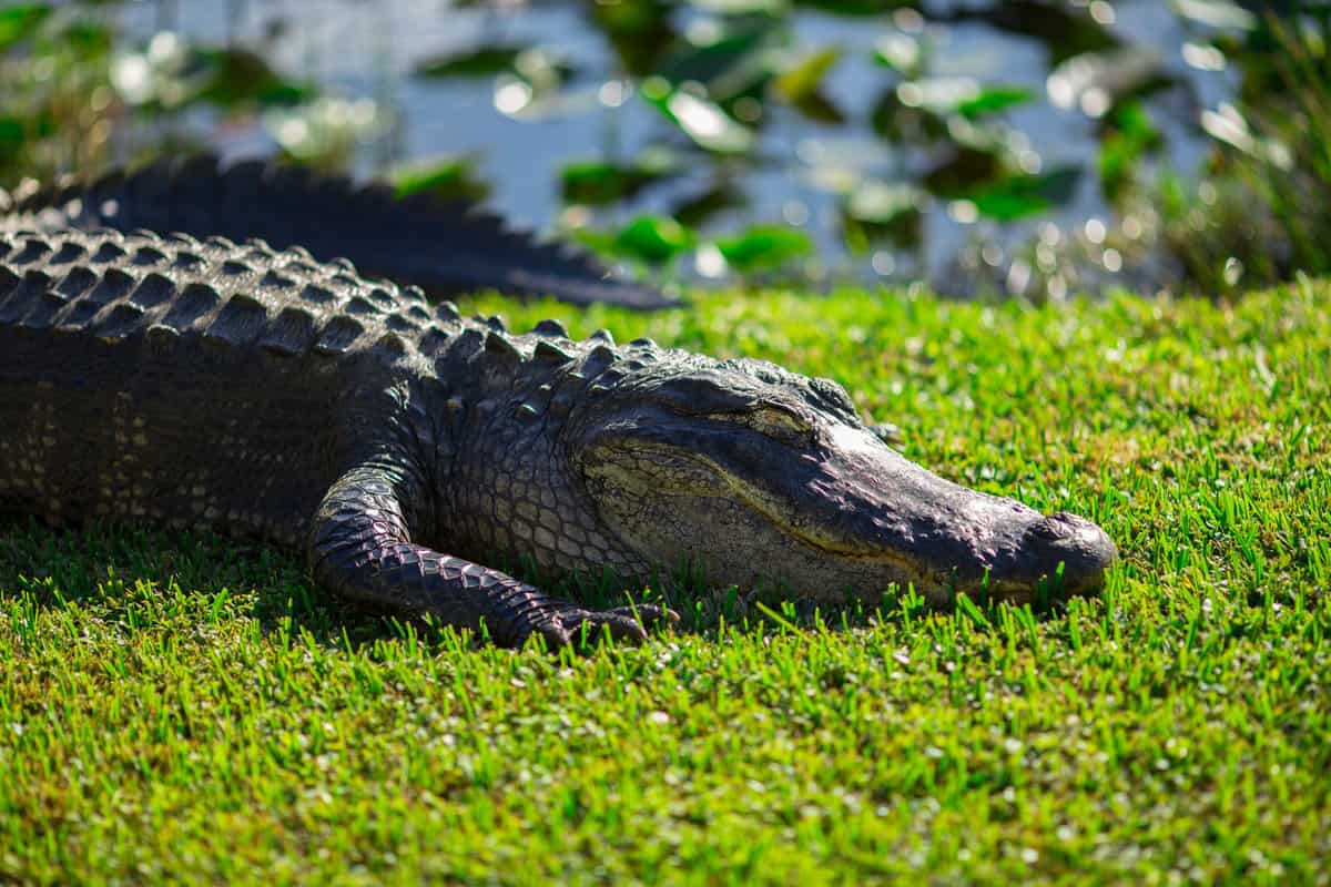 Large crocodile on grass resting under the sun