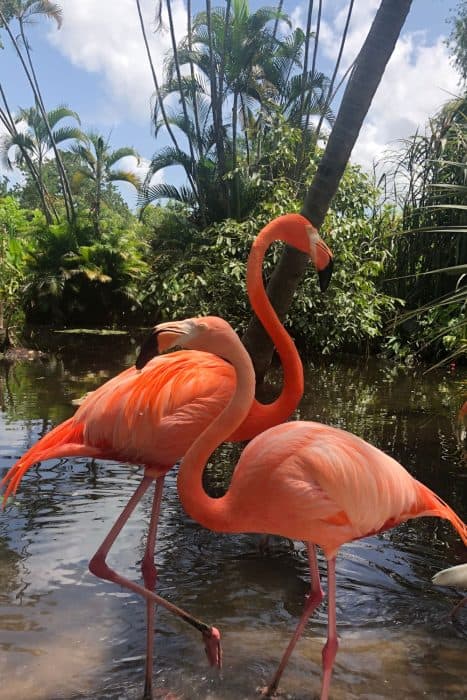 Two Florida flamingos in the everglades