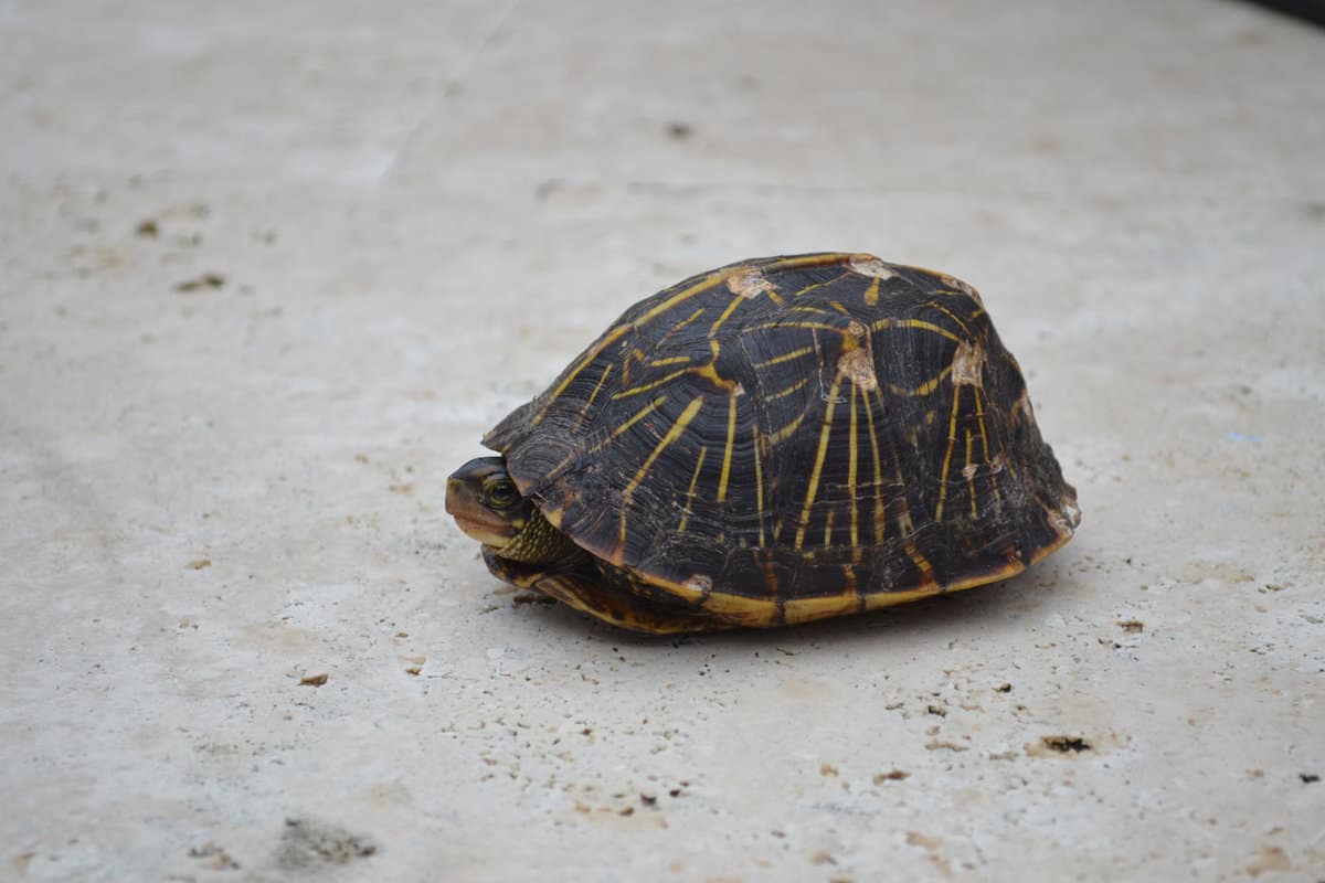 Florida's famous box turtle