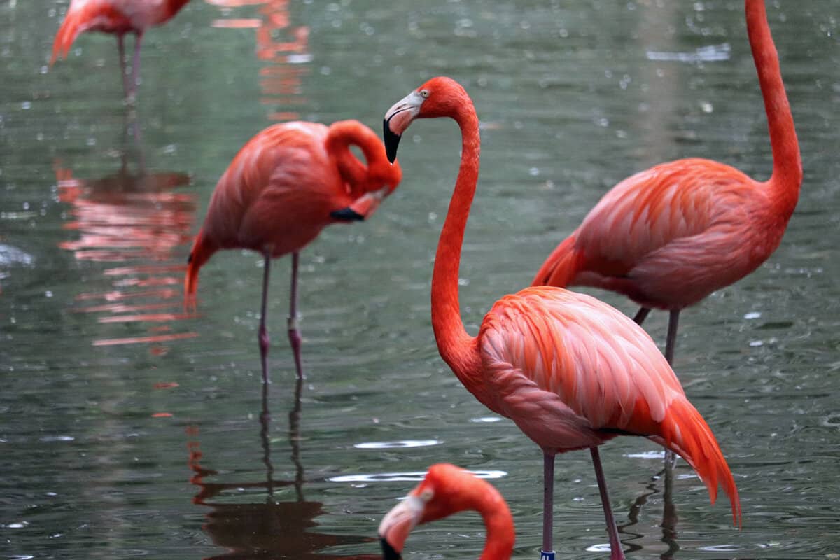Magnificent Flamingos in Jacksonville zoo and garden