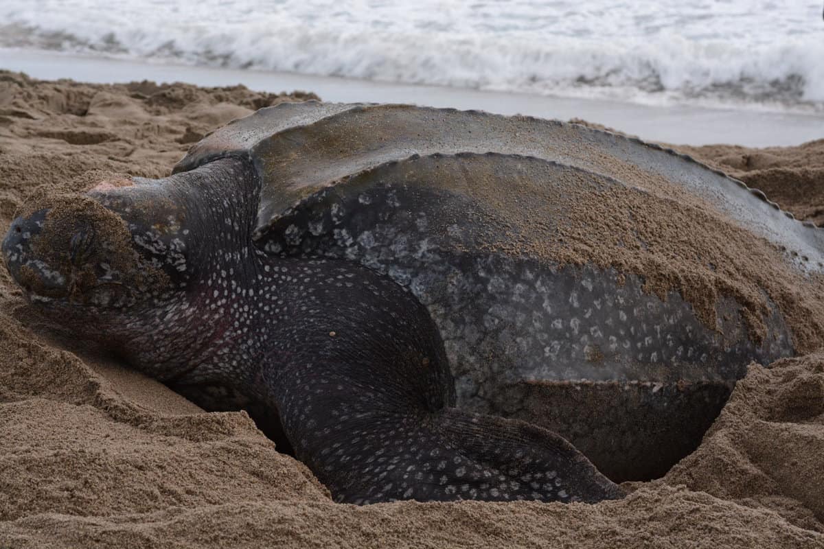 A huge leather back turtle in the beach