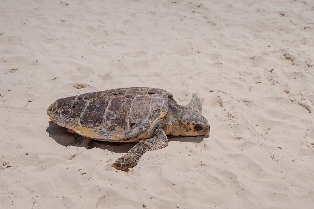 Loggerhead turtle crawling on the beach sand