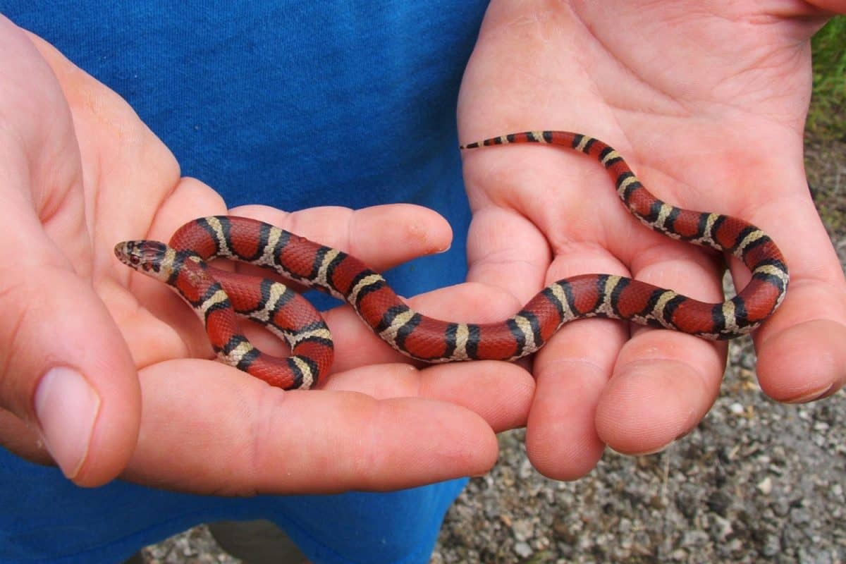 Man holding a small dangerous coral snake