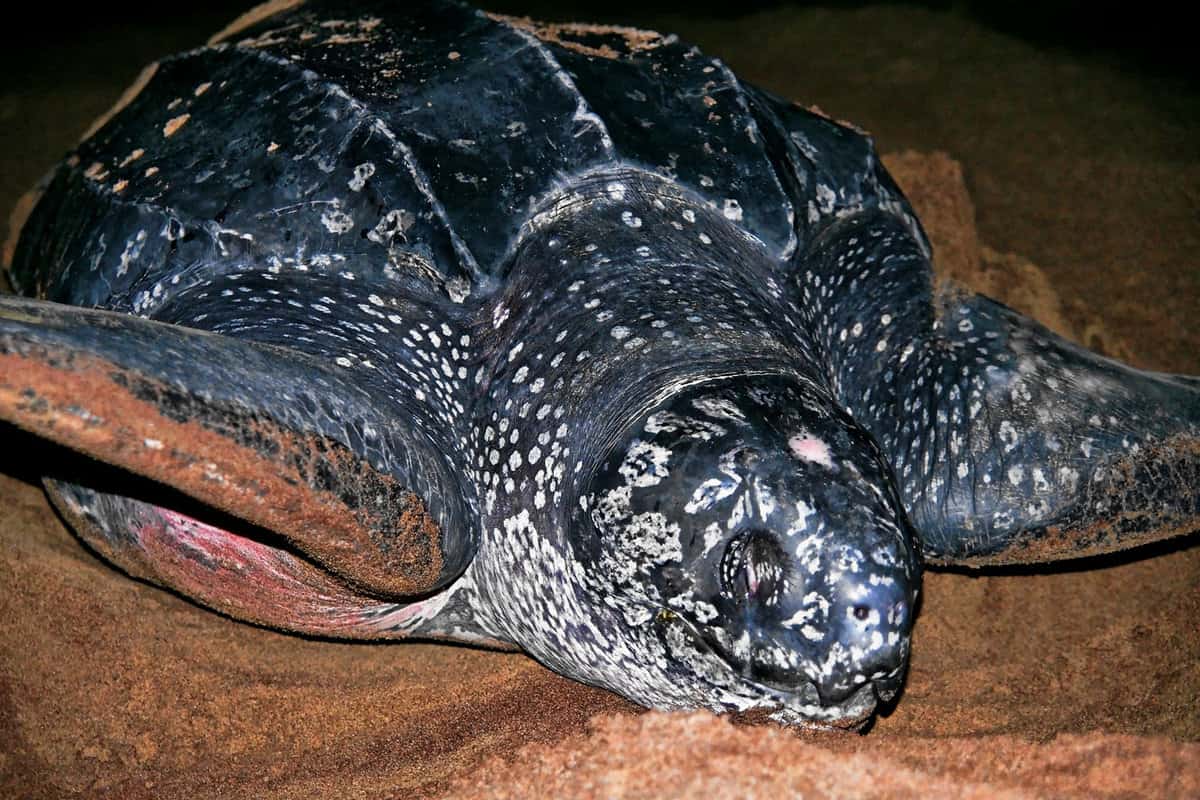 A nesting leatherback turtle in a beach