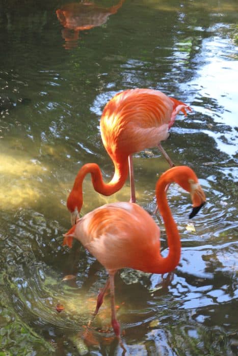 Flamingos on the water of the Palm Beach Zoo