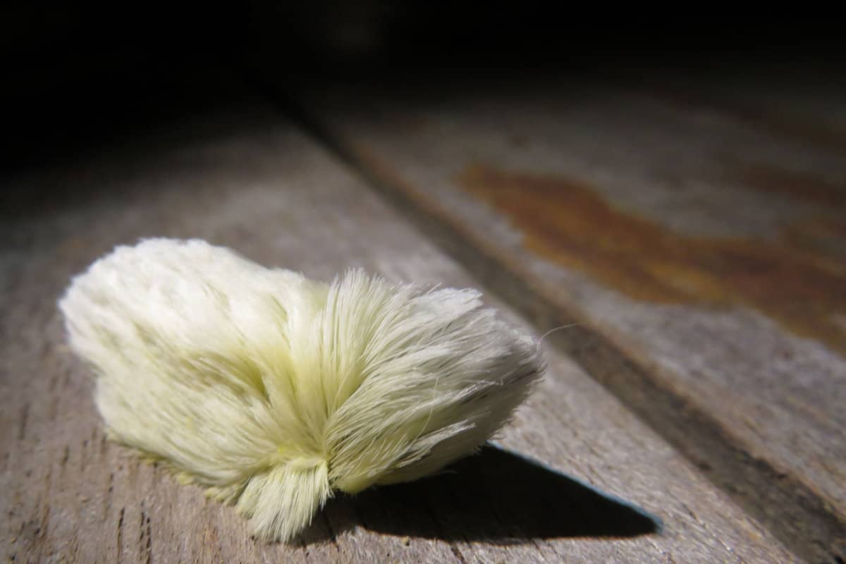 Puss caterpillar on a table, Florida's Woolly Danger: The Puss Caterpillar