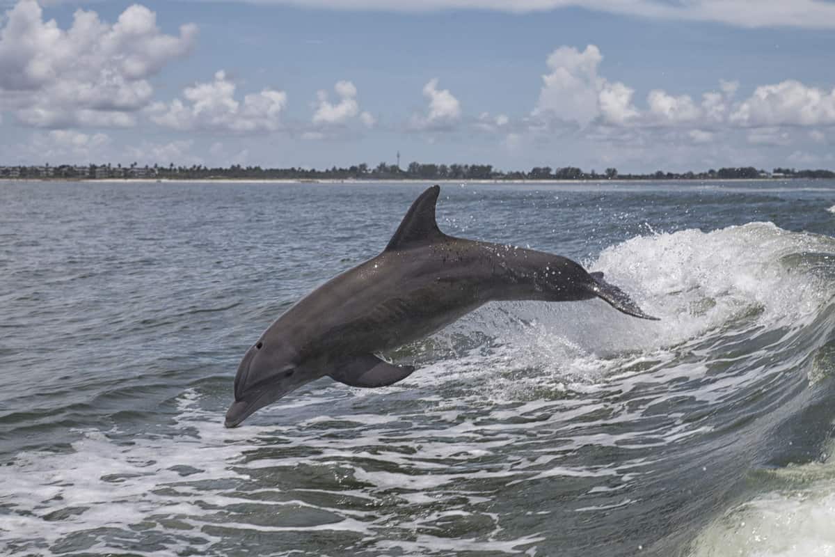 A huge dolphin photographed in the beaches of Sanibel Island