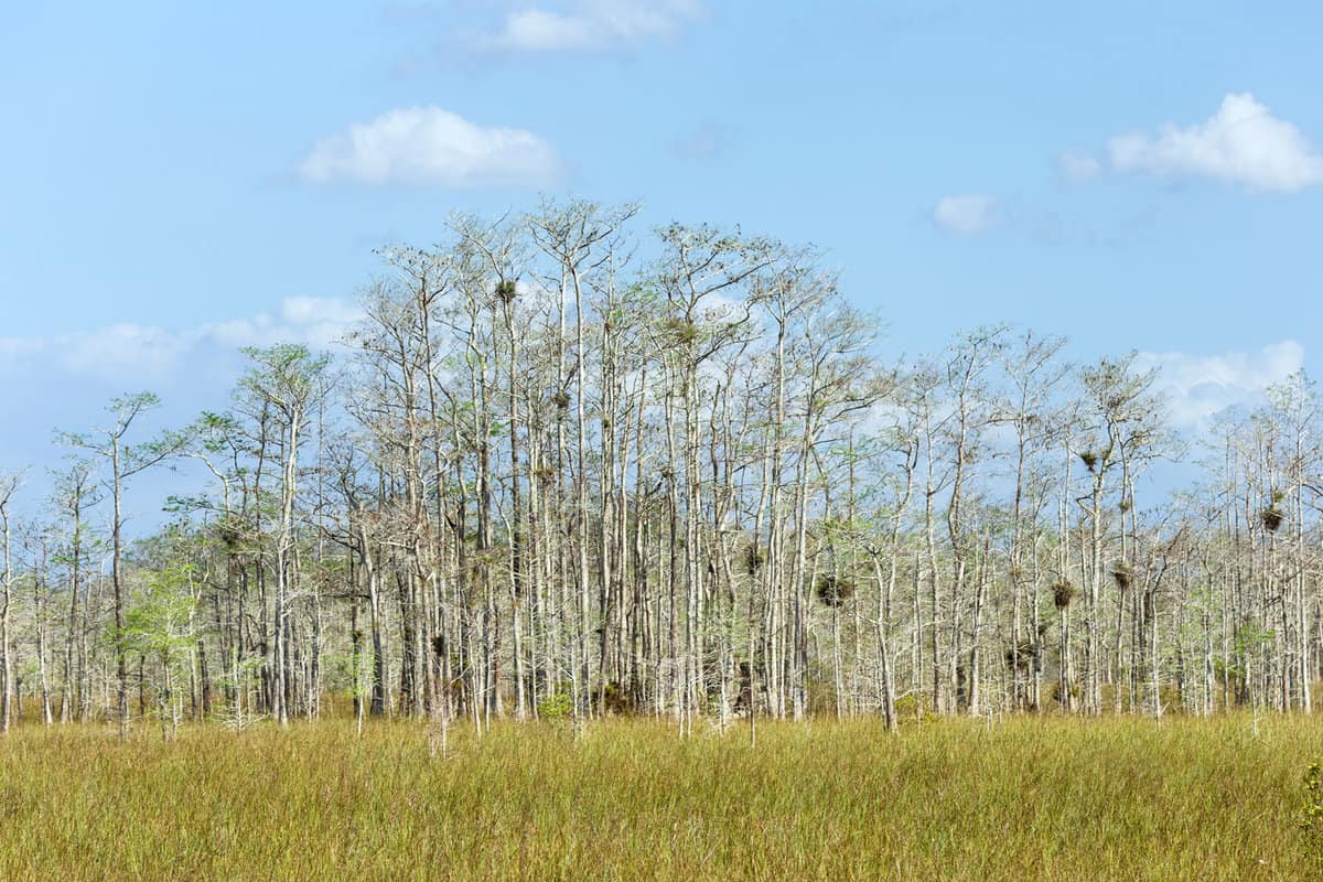 Sawgrass marsh and Big Cypress forest line during the dry season along Loop Road, Big Cypress National Preserve