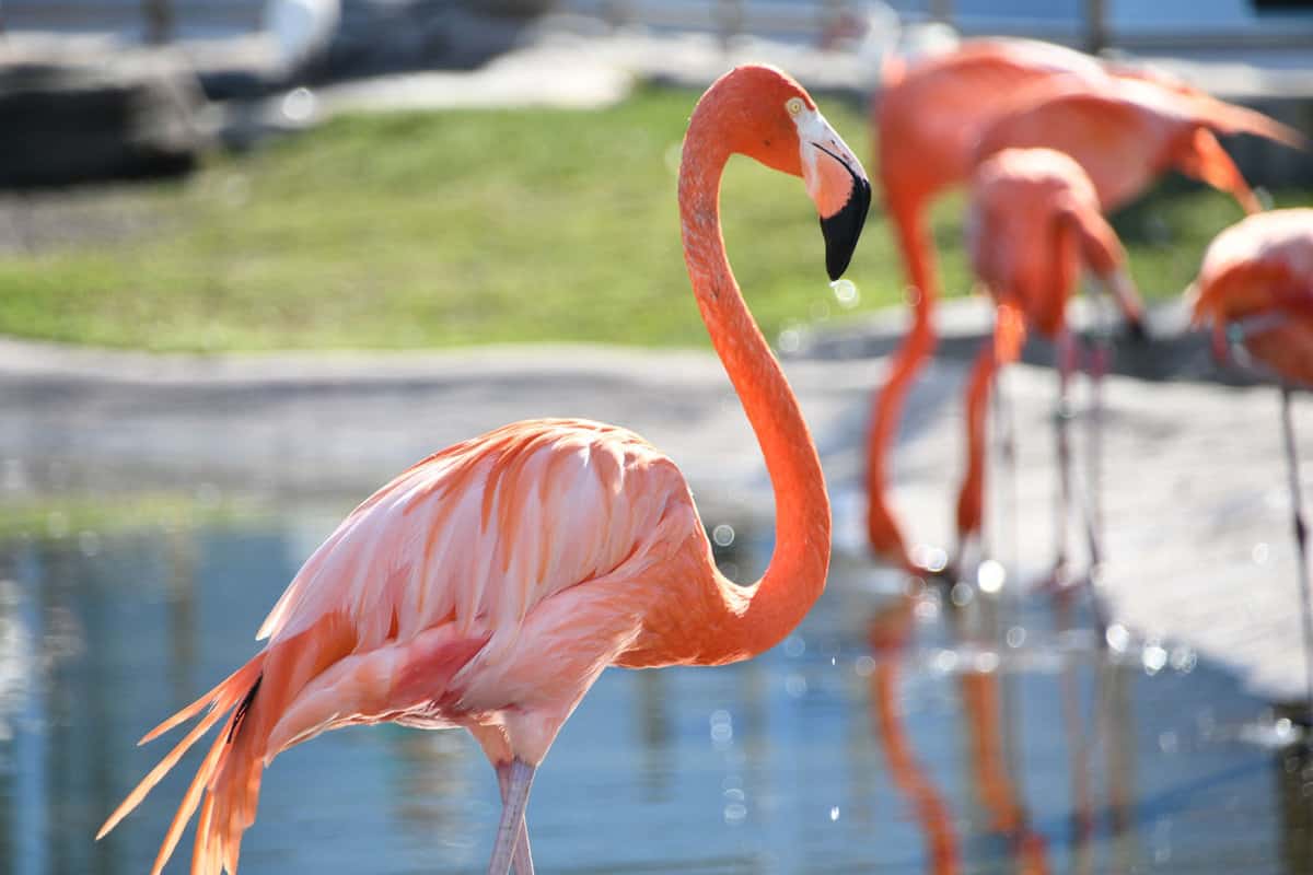 Slose shot of pink flamingos in Seaworld Orlando Florida