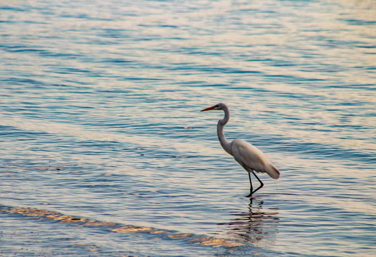 Shore bird in St. Augustine, Florida
