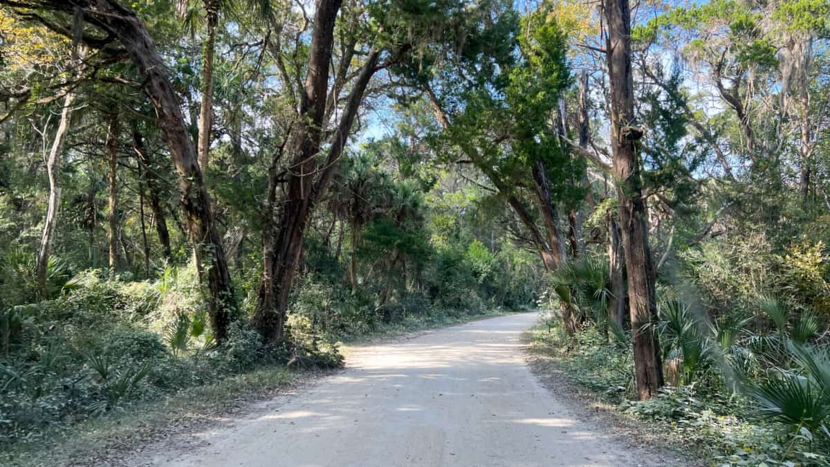 The drive through the forrest in Timucuan Ecological National Park
