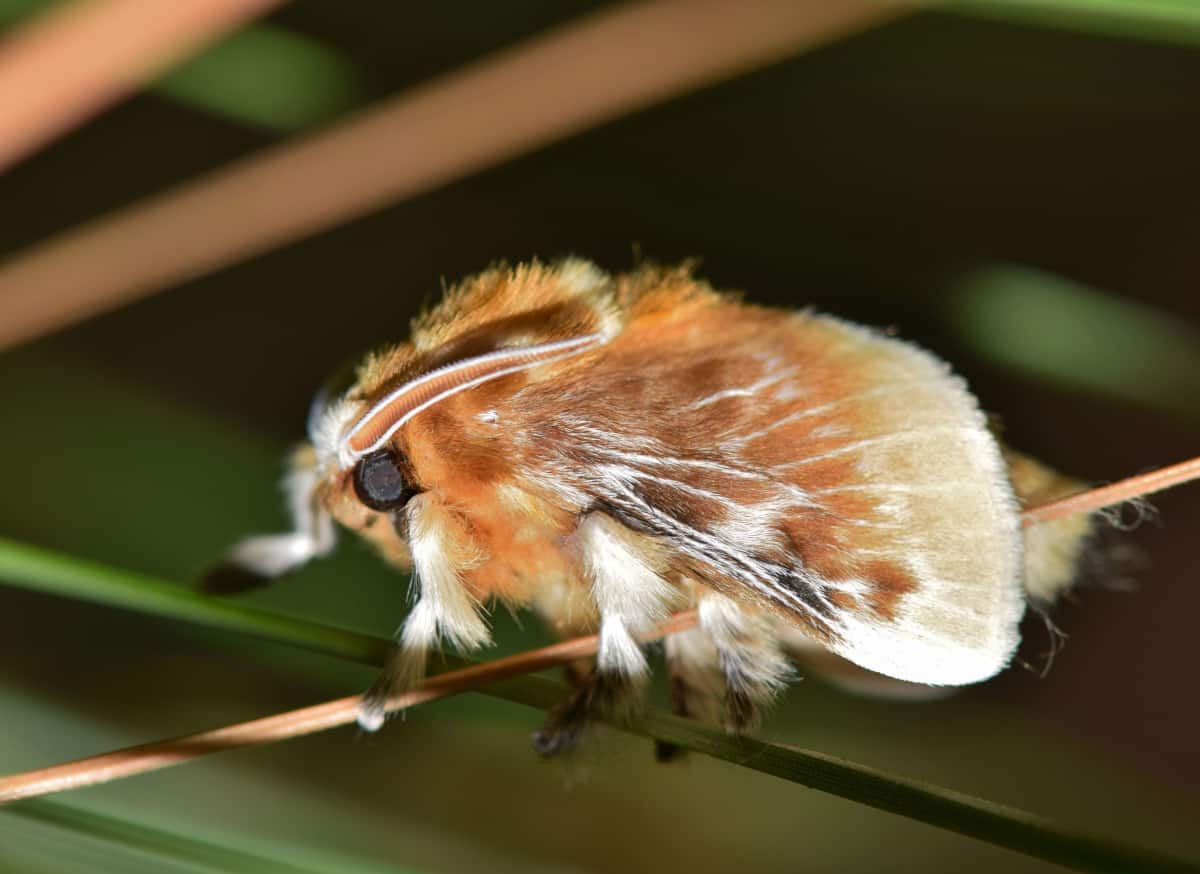 A fuzzy Southern Flannel Moth