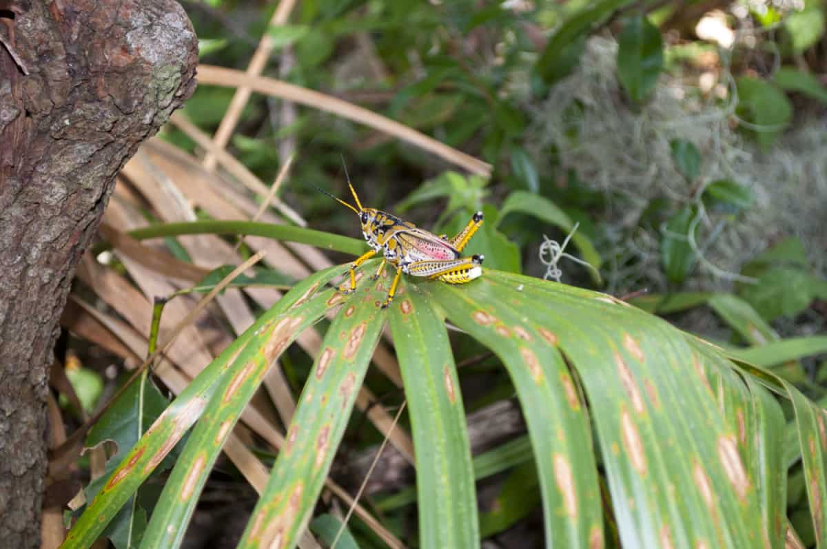 Grasshopper in Theodore Roosevelt Wilderness Area in Timucuan Ecological and Historic Preserve