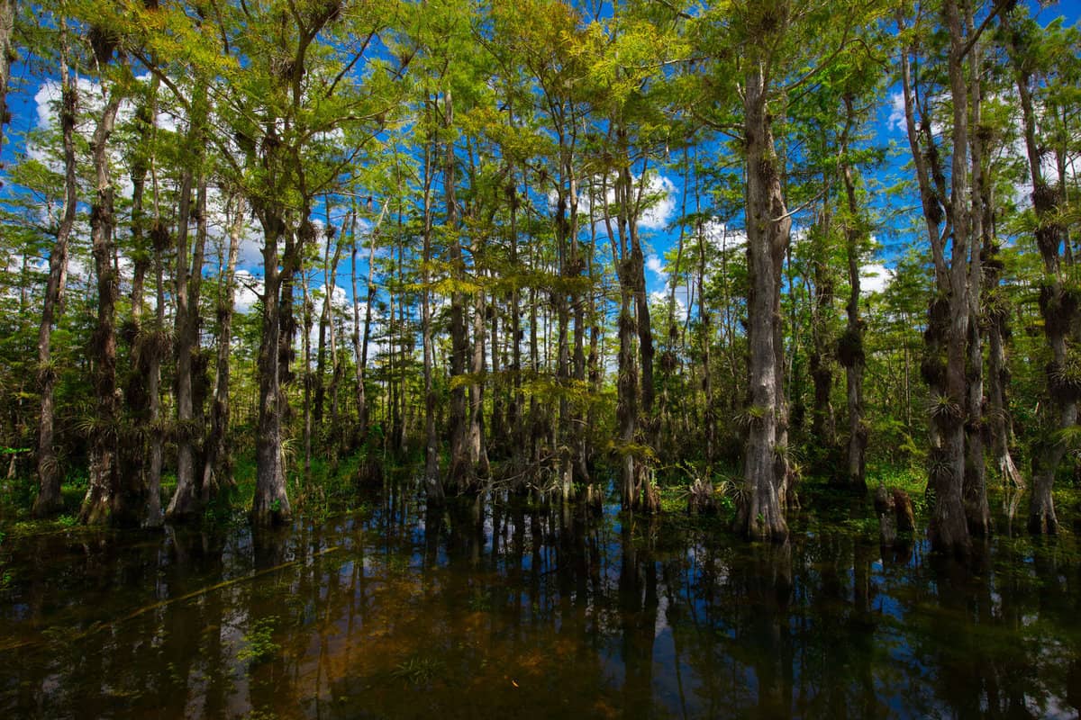 Swamps of Florida. Big Cypress National Preserve. Florida. USA.