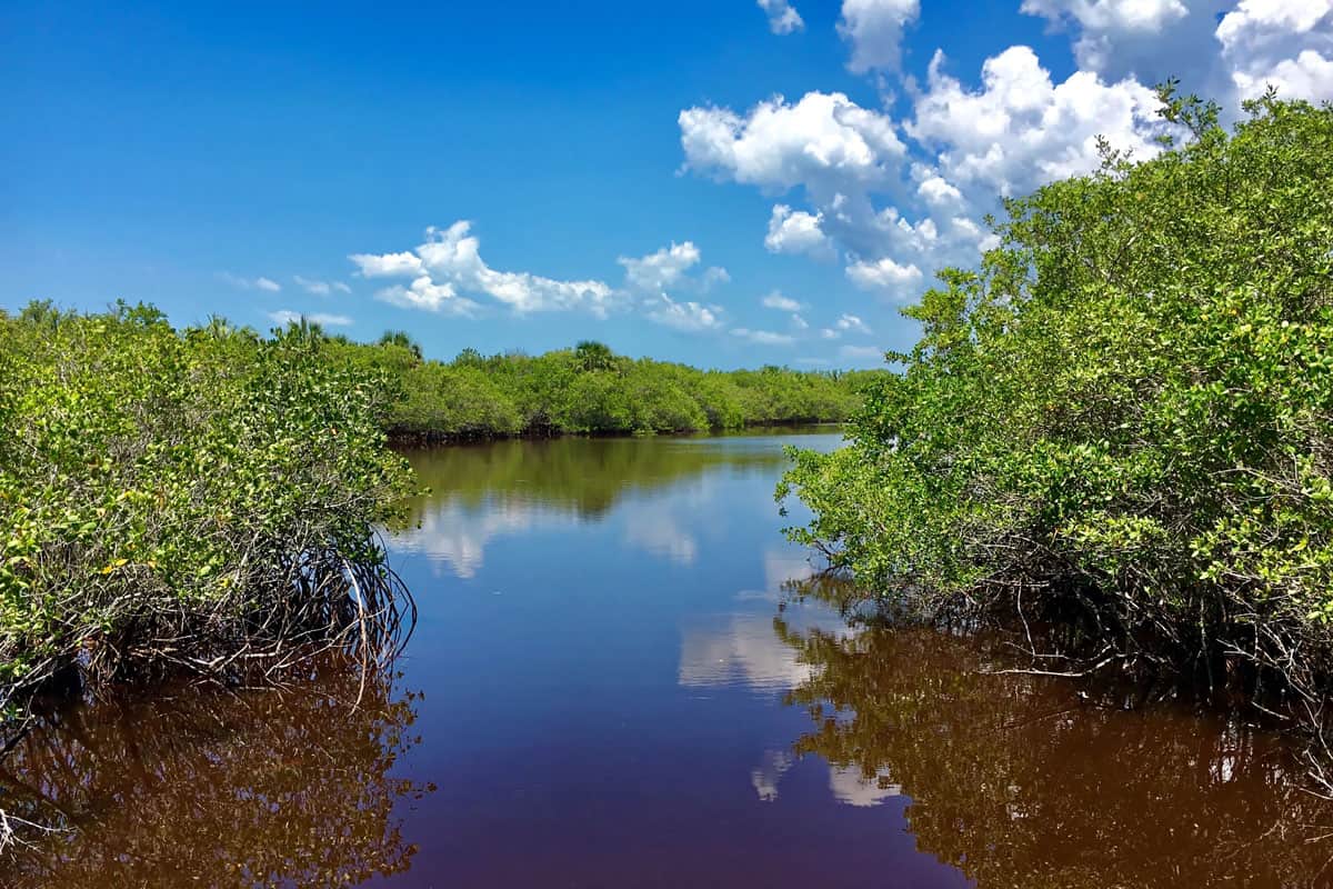 Tall fully grown mangroves of Caladesi Island