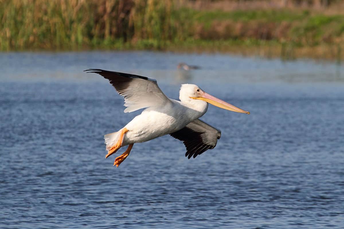 The mighty American white pelican hunting for food